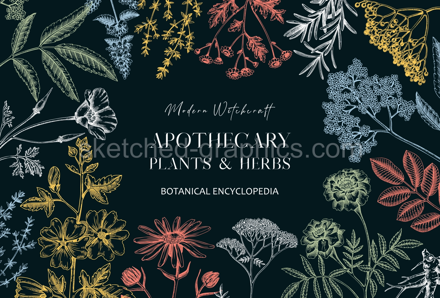 Apothecary plant banner design. Witchcraft background. Herbal remedies, medicinal plants, witch herbs hand-drawn vector illustration. Vinatge card template. NOT AI genereted Illustration